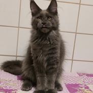 Maine Coon Perfect Giant's Thunder
