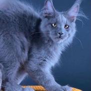 Maine Coon Perfect Giant's Thunder