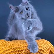 Maine Coon Perfect Giant's Thunder