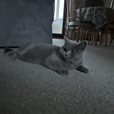 British Shorthair Perle