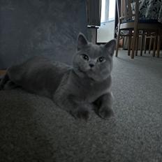 British Shorthair Perle