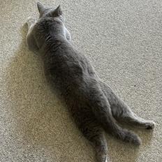 British Shorthair Perle