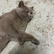 British Shorthair Twister
