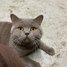 British Shorthair Twister