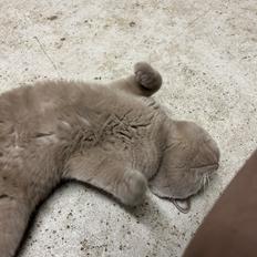 British Shorthair Twister
