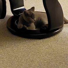 British Shorthair Fnug