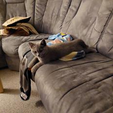 British Shorthair Fnug