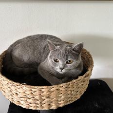 British Shorthair Fnug
