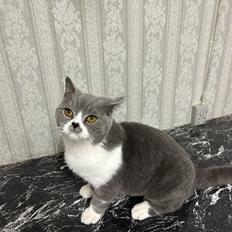British Shorthair Snow