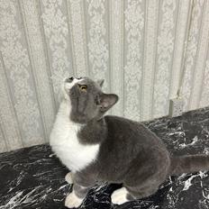 British Shorthair Snow