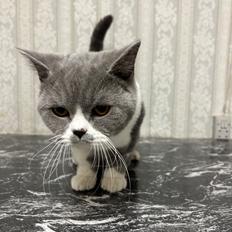 British Shorthair Snow