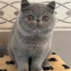 Exotic Lord Hugo Chapman Rivermill