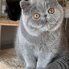 Exotic Lord Hugo Chapman Rivermill