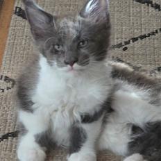 Maine Coon Blackangel's Master Yoda 