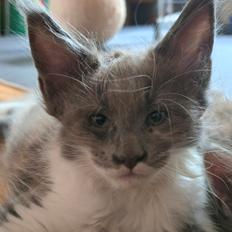 Maine Coon Blackangel's Master Yoda 