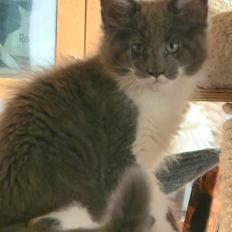 Maine Coon Blackangel's Master Yoda 