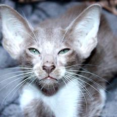 Orientaler Issakat's Madonna