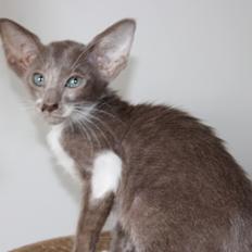 Orientaler Issakat's Madonna