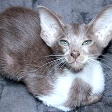 Orientaler Issakat's Madonna