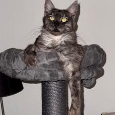 Maine Coon Sisi Aflivet d 25/8-26