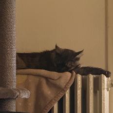 Maine Coon Sisi Aflivet d 25/8-26
