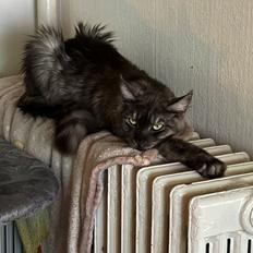 Maine Coon Sisi Aflivet d 25/8-26