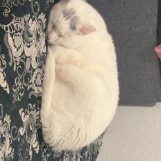 Huskat Findus