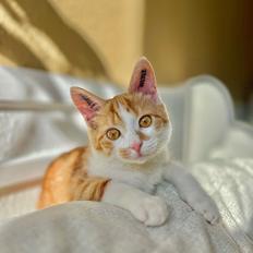 Huskat Pippi