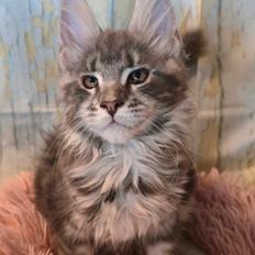 Maine Coon Blackangel's Dragon Tears