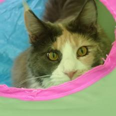 Maine Coon Black angels Holly Gibney