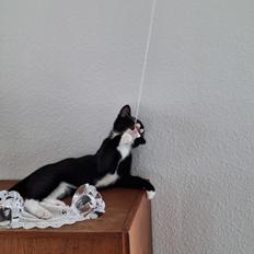 Huskat Malthe 