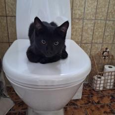 Huskat Maja