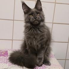 Maine Coon Perfect Giant's Thunder