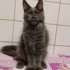 Maine Coon Perfect Giant's Thunder