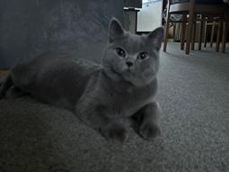 British Shorthair Perle