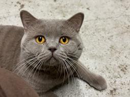 British Shorthair Twister