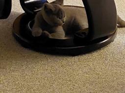 British Shorthair Fnug