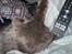 Maine Coon Ake Alma