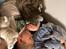 Maine Coon Ake Alma