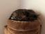Maine Coon Ake Alma