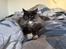 Maine Coon Ake Alma