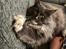 Maine Coon Ake Alma