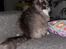 Maine Coon Ake Alma