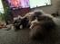 Maine Coon Ake Alma