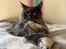 Maine Coon Ake Alma