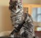 Maine Coon Blackangel's Dragon Tears