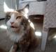 Maine Coon Black angels Holly Gibney