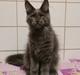 Maine Coon Perfect Giant's Thunder