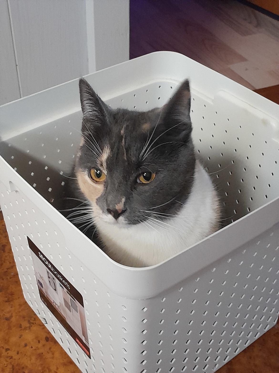 Huskat Kira - Februar 2025 billede 49