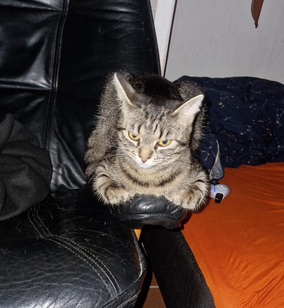 Huskat Luna billede 1